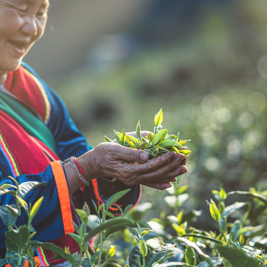 Matcha: The Powdered Green Gold of Japan