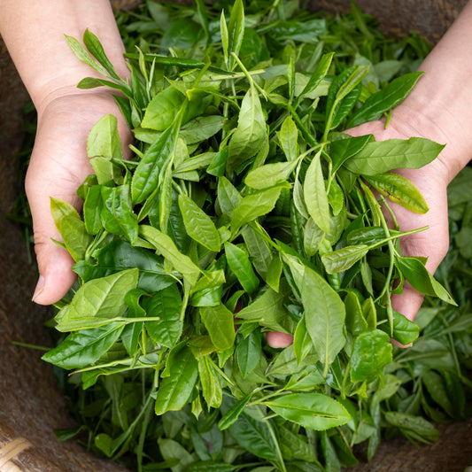 The Art of Steeping: How to Brew the Perfect Cup of Tea